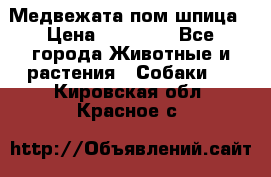 Медвежата пом шпица › Цена ­ 40 000 - Все города Животные и растения » Собаки   . Кировская обл.,Красное с.